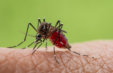 Szúnyogok elleni védekezésre szólítanak fel 