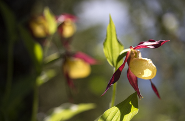 Boldogasszony papucsa orchidea virágzás