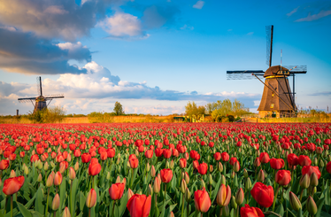 Holland tulipánok eredete