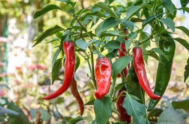 Chili paprika termesztés