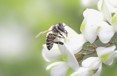 Méh szívja ki a nektárt egy akácvirágból