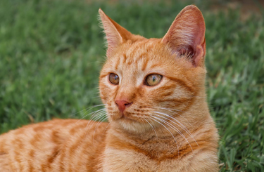 Mi áll a macskák fű evésének hátterében?